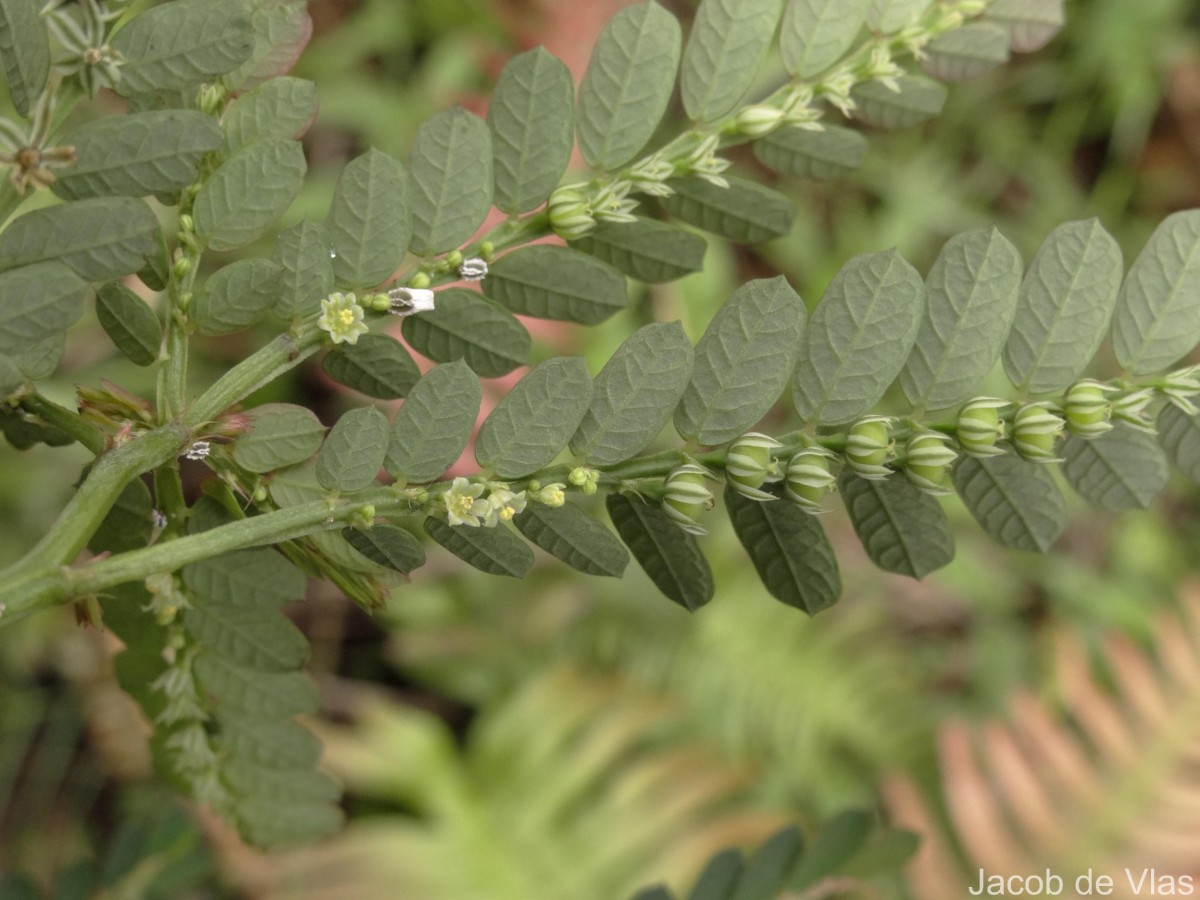 Phyllanthus debilis J.G.Klein ex Willd.